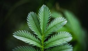 Preview wallpaper plant, leaf, macro, green