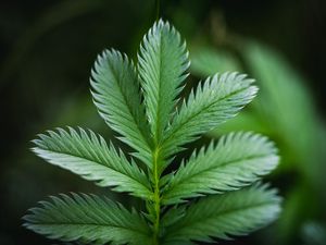 Preview wallpaper plant, leaf, macro, green