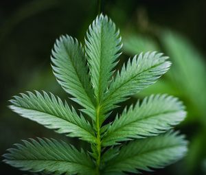 Preview wallpaper plant, leaf, macro, green