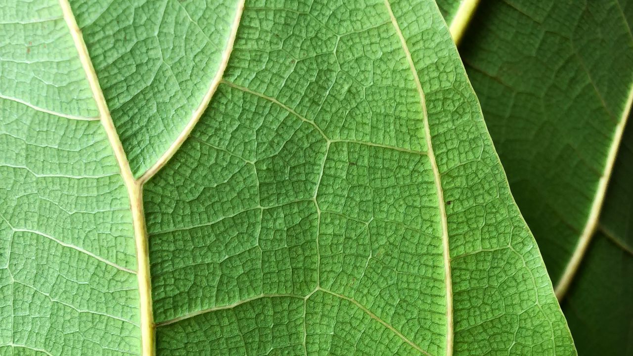 Wallpaper plant, leaf, macro