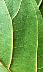 Preview wallpaper plant, leaf, macro