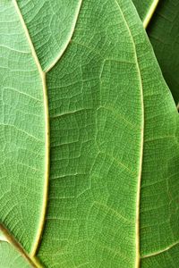 Preview wallpaper plant, leaf, macro