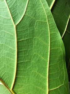 Preview wallpaper plant, leaf, macro