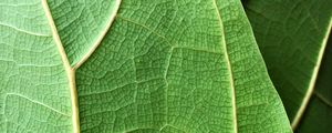 Preview wallpaper plant, leaf, macro