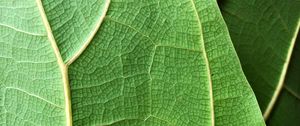 Preview wallpaper plant, leaf, macro