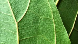 Preview wallpaper plant, leaf, macro