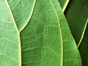 Preview wallpaper plant, leaf, macro