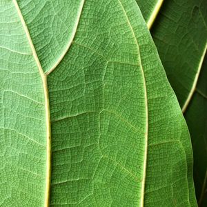 Preview wallpaper plant, leaf, macro