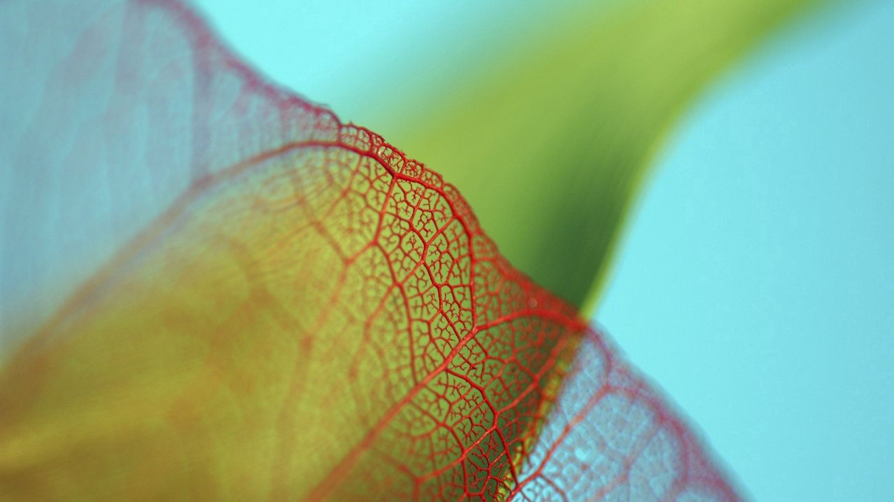 Wallpaper plant, leaf, mesh, blurred, close-up
