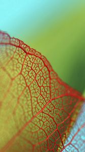 Preview wallpaper plant, leaf, mesh, blurred, close-up