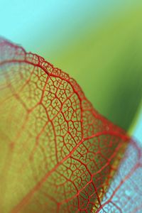 Preview wallpaper plant, leaf, mesh, blurred, close-up