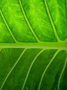 Preview wallpaper plant, leaf, texture