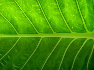 Preview wallpaper plant, leaf, texture