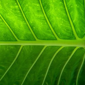 Preview wallpaper plant, leaf, texture