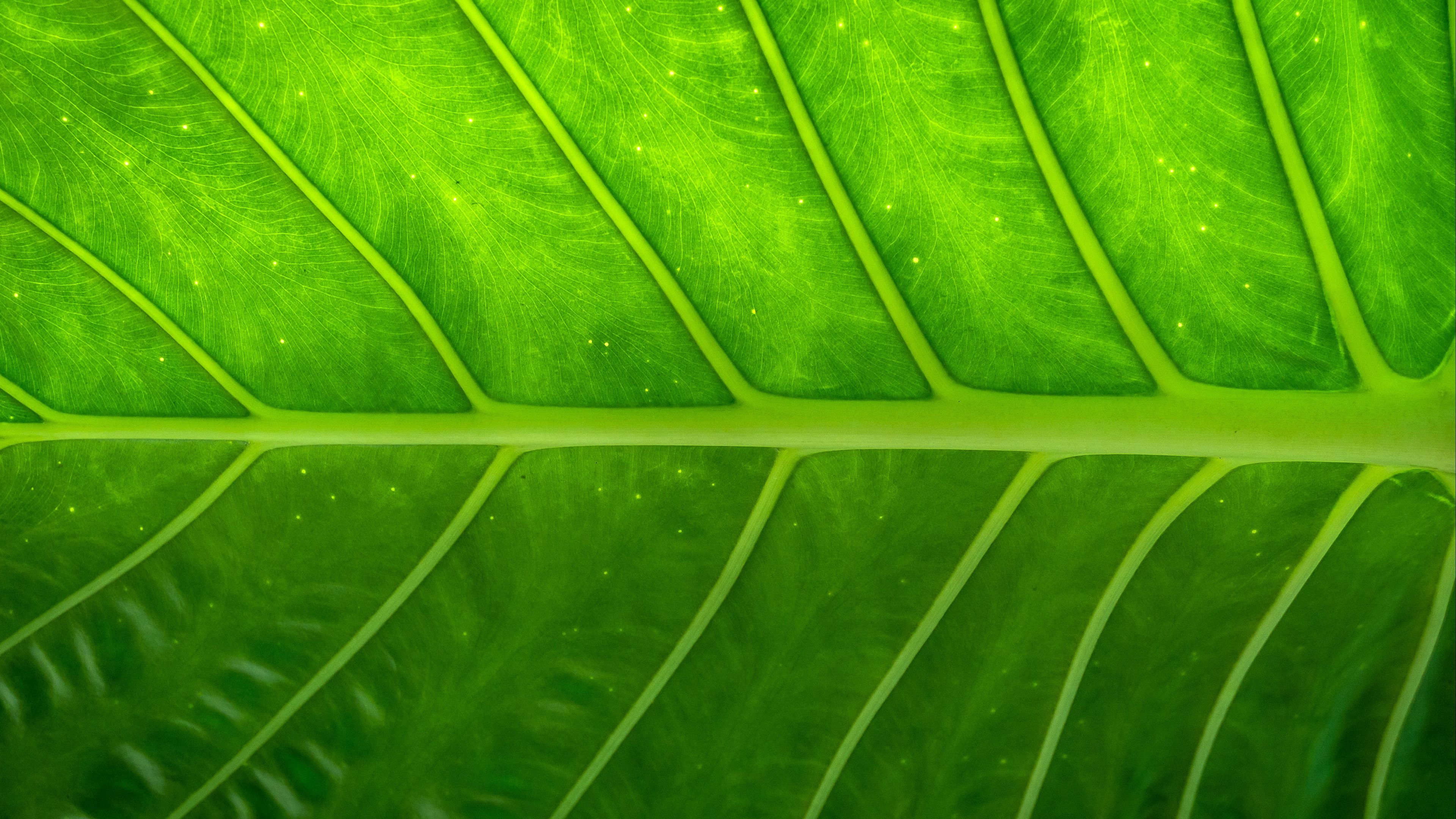 Download wallpaper 3840x2160 plant, leaf, texture 4k uhd 16:9 hd background