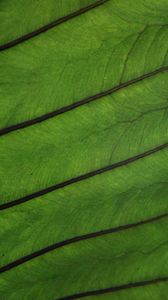 Preview wallpaper plant, leaf, veins, green, macro