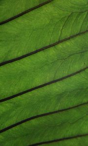 Preview wallpaper plant, leaf, veins, green, macro