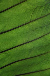 Preview wallpaper plant, leaf, veins, green, macro