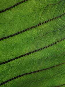 Preview wallpaper plant, leaf, veins, green, macro
