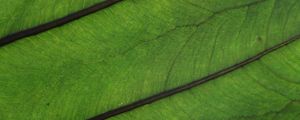 Preview wallpaper plant, leaf, veins, green, macro