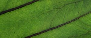 Preview wallpaper plant, leaf, veins, green, macro