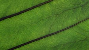 Preview wallpaper plant, leaf, veins, green, macro