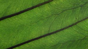 Preview wallpaper plant, leaf, veins, green, macro