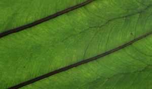 Preview wallpaper plant, leaf, veins, green, macro