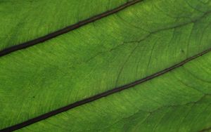 Preview wallpaper plant, leaf, veins, green, macro