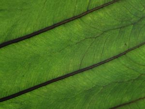 Preview wallpaper plant, leaf, veins, green, macro