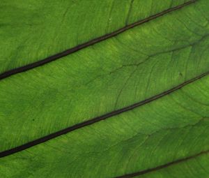 Preview wallpaper plant, leaf, veins, green, macro