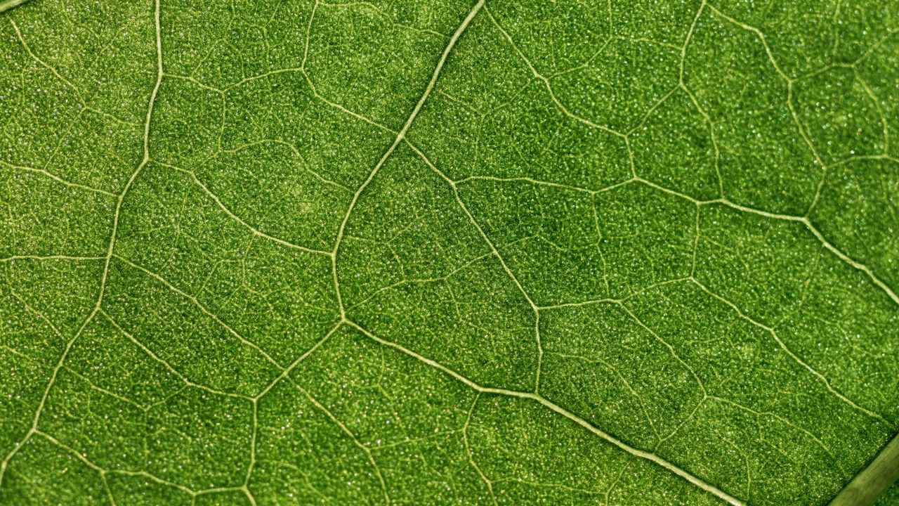 Wallpaper plant, leaf, veins, macro, green