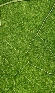 Preview wallpaper plant, leaf, veins, macro, green