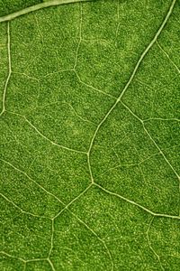 Preview wallpaper plant, leaf, veins, macro, green