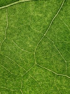 Preview wallpaper plant, leaf, veins, macro, green