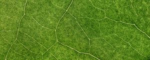 Preview wallpaper plant, leaf, veins, macro, green