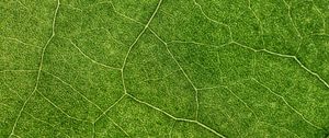 Preview wallpaper plant, leaf, veins, macro, green