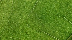 Preview wallpaper plant, leaf, veins, macro, green