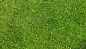 Preview wallpaper plant, leaf, veins, macro, green