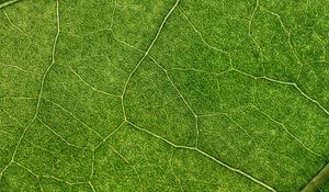 Preview wallpaper plant, leaf, veins, macro, green