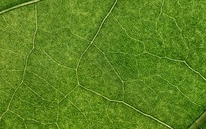 Preview wallpaper plant, leaf, veins, macro, green