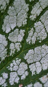 Preview wallpaper plant, leaf, veins, macro