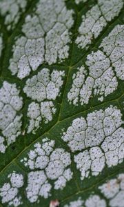 Preview wallpaper plant, leaf, veins, macro