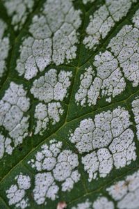 Preview wallpaper plant, leaf, veins, macro