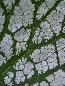 Preview wallpaper plant, leaf, veins, macro