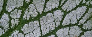 Preview wallpaper plant, leaf, veins, macro