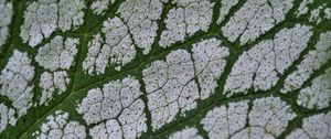 Preview wallpaper plant, leaf, veins, macro