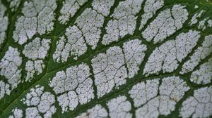 Preview wallpaper plant, leaf, veins, macro