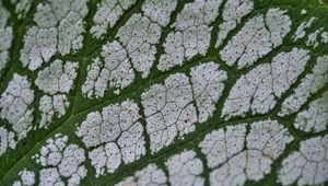 Preview wallpaper plant, leaf, veins, macro