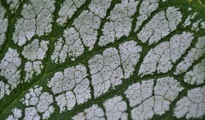 Preview wallpaper plant, leaf, veins, macro